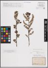 Foto von Salix cinerea L.